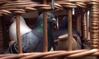 pigeons in basket, pre-flight